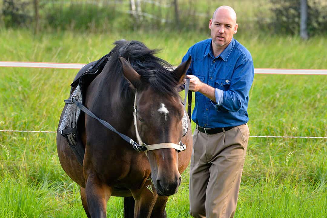 Mann führt Pferd auf Wiese